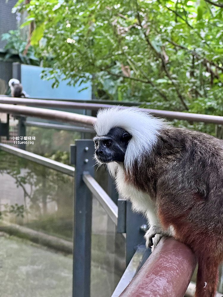 臺北市立動物園各大特色館，必遊熱帶雨林穿山甲館親身貼近小動物們