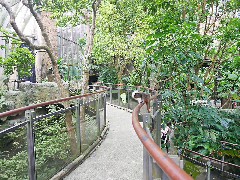 臺北市立動物園各大特色館，必遊熱帶雨林穿山甲館親身貼近小動物們