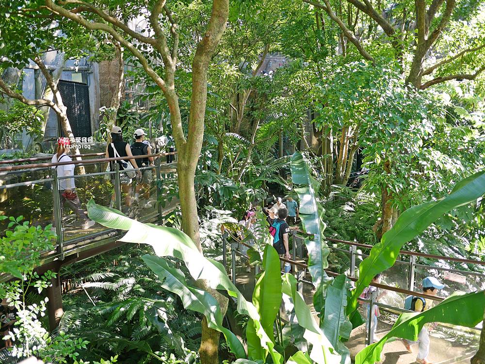 臺北市立動物園各大特色館，必遊熱帶雨林穿山甲館親身貼近小動物們