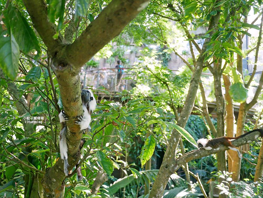 臺北市立動物園各大特色館，必遊熱帶雨林穿山甲館親身貼近小動物們