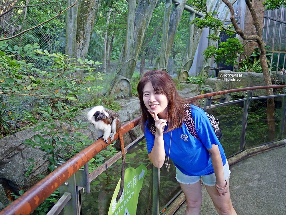 臺北市立動物園各大特色館，必遊熱帶雨林穿山甲館親身貼近小動物們
