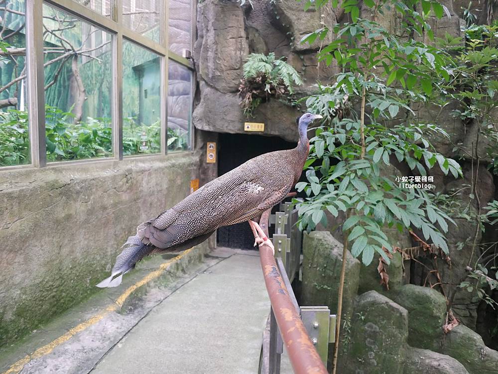 臺北市立動物園各大特色館，必遊熱帶雨林穿山甲館親身貼近小動物們