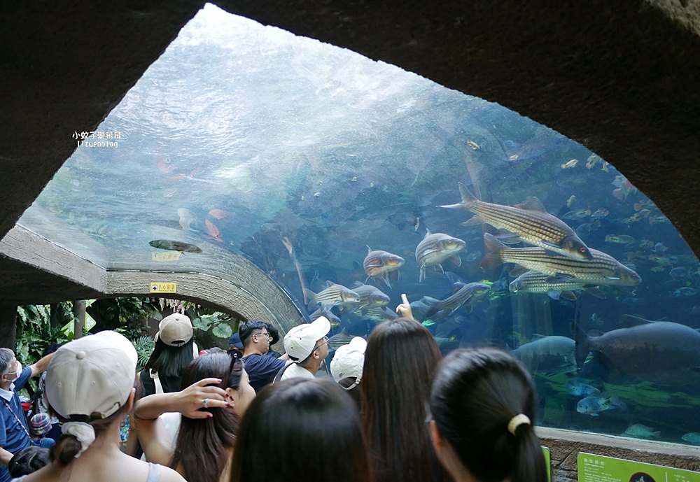 臺北市立動物園各大特色館，必遊熱帶雨林穿山甲館親身貼近小動物們