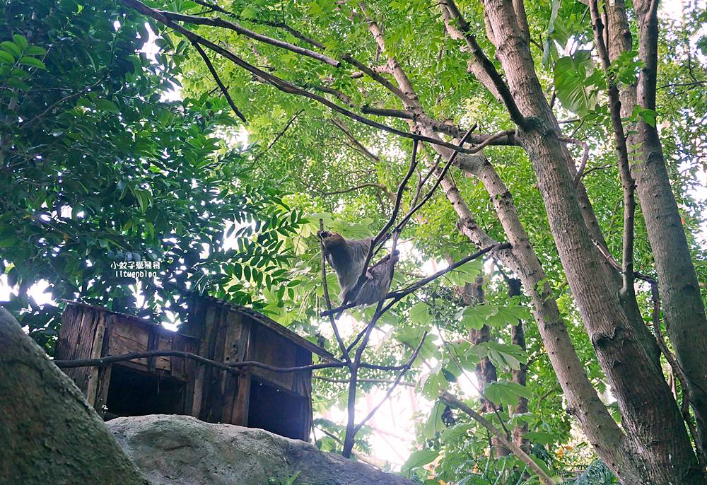 臺北市立動物園各大特色館，必遊熱帶雨林穿山甲館親身貼近小動物們