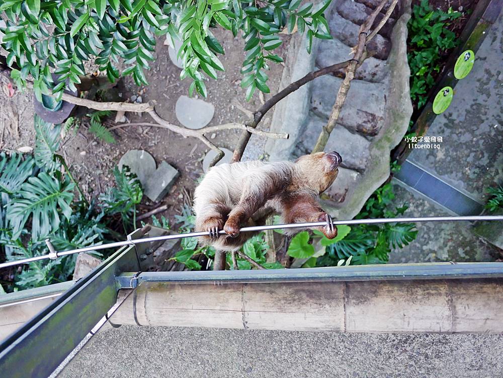 臺北市立動物園各大特色館，必遊熱帶雨林穿山甲館親身貼近小動物們