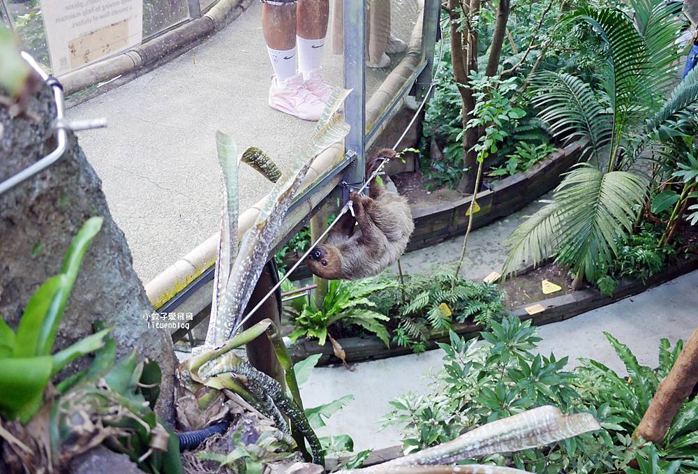 臺北市立動物園各大特色館，必遊熱帶雨林穿山甲館親身貼近小動物們
