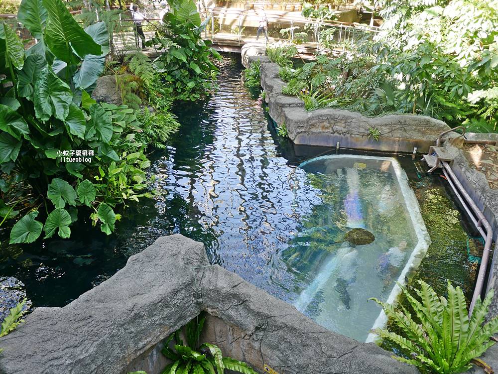 臺北市立動物園各大特色館，必遊熱帶雨林穿山甲館親身貼近小動物們