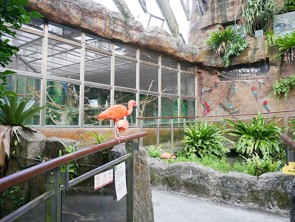臺北市立動物園各大特色館，必遊熱帶雨林穿山甲館親身貼近小動物們