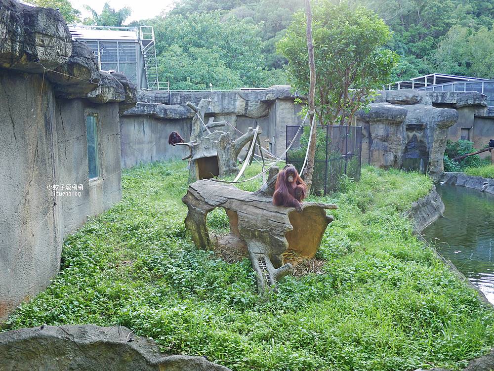 臺北市立動物園各大特色館，必遊熱帶雨林穿山甲館親身貼近小動物們