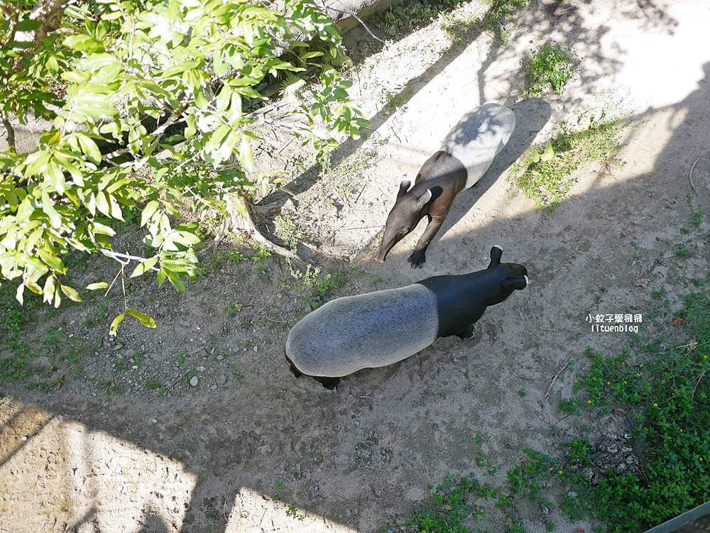 臺北市立動物園各大特色館，必遊熱帶雨林穿山甲館親身貼近小動物們