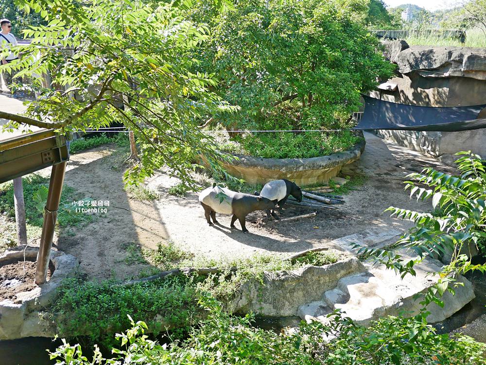 臺北市立動物園各大特色館，必遊熱帶雨林穿山甲館親身貼近小動物們