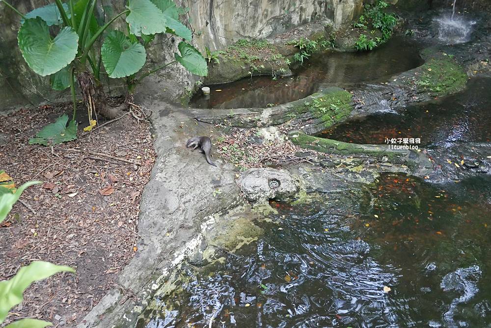 臺北市立動物園各大特色館，必遊熱帶雨林穿山甲館親身貼近小動物們