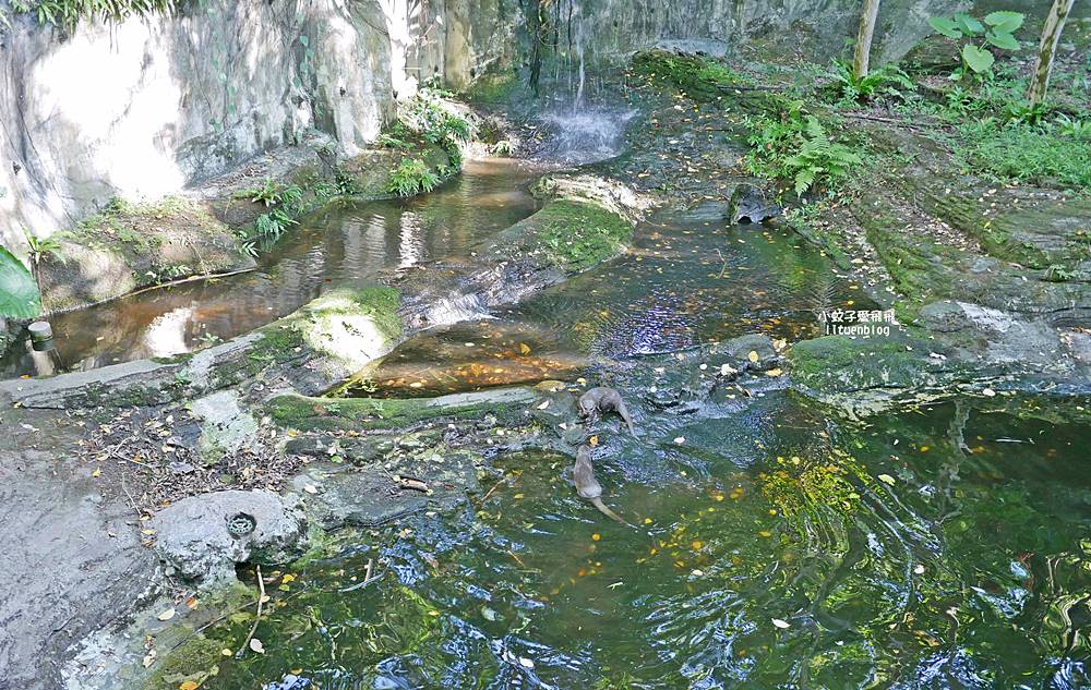 臺北市立動物園各大特色館，必遊熱帶雨林穿山甲館親身貼近小動物們
