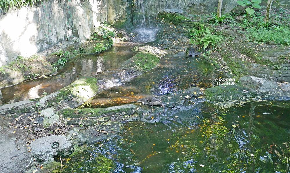 臺北市立動物園各大特色館，必遊熱帶雨林穿山甲館親身貼近小動物們