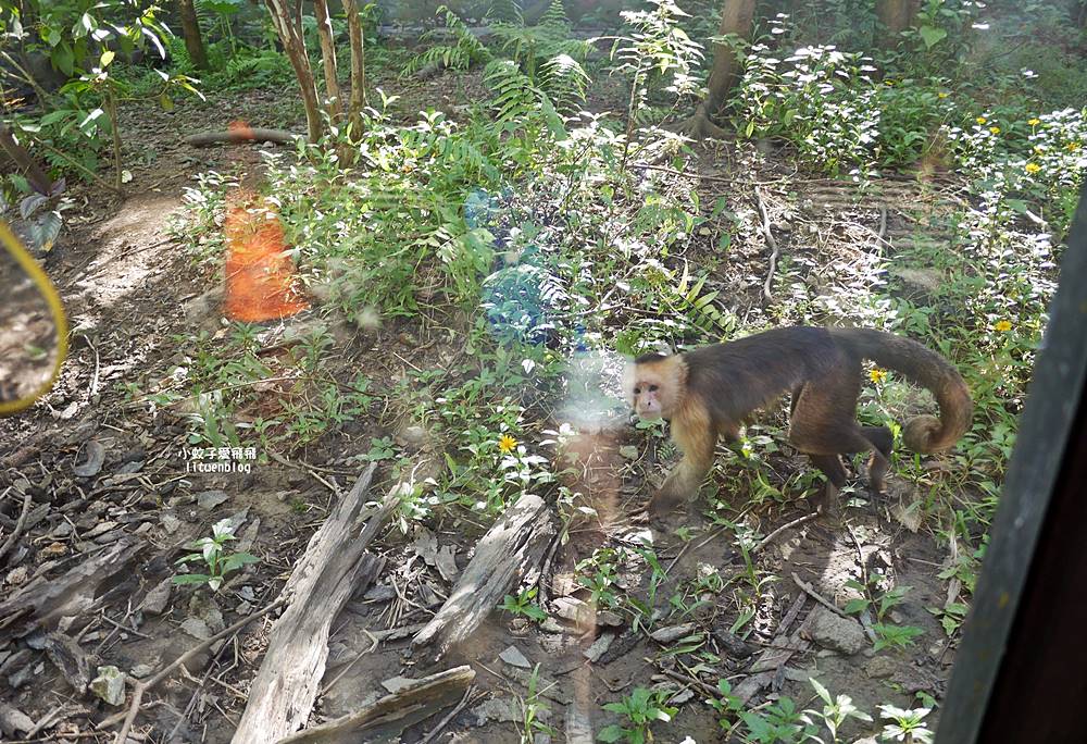 臺北市立動物園各大特色館，必遊熱帶雨林穿山甲館親身貼近小動物們