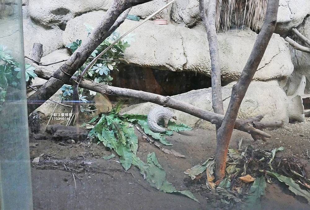 臺北市立動物園各大特色館，必遊熱帶雨林穿山甲館親身貼近小動物們
