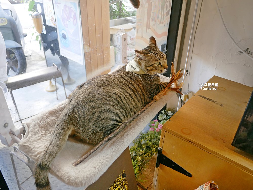 關渡咖啡「爐鍋咖啡luguo cafe」資深專業烘豆超過20年的創始店，有一隻個性貓咪