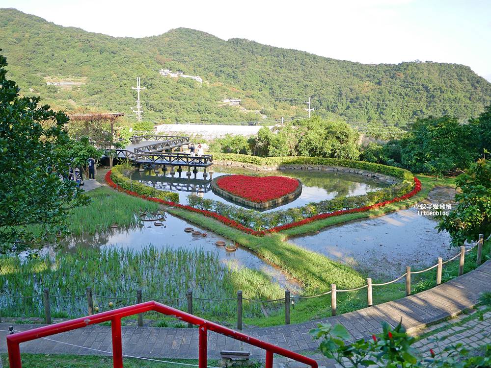 全台唯一紫色吊橋「白石湖吊橋」周邊景點春秋步道、同心池、夫妻樹、草莓園一日遊