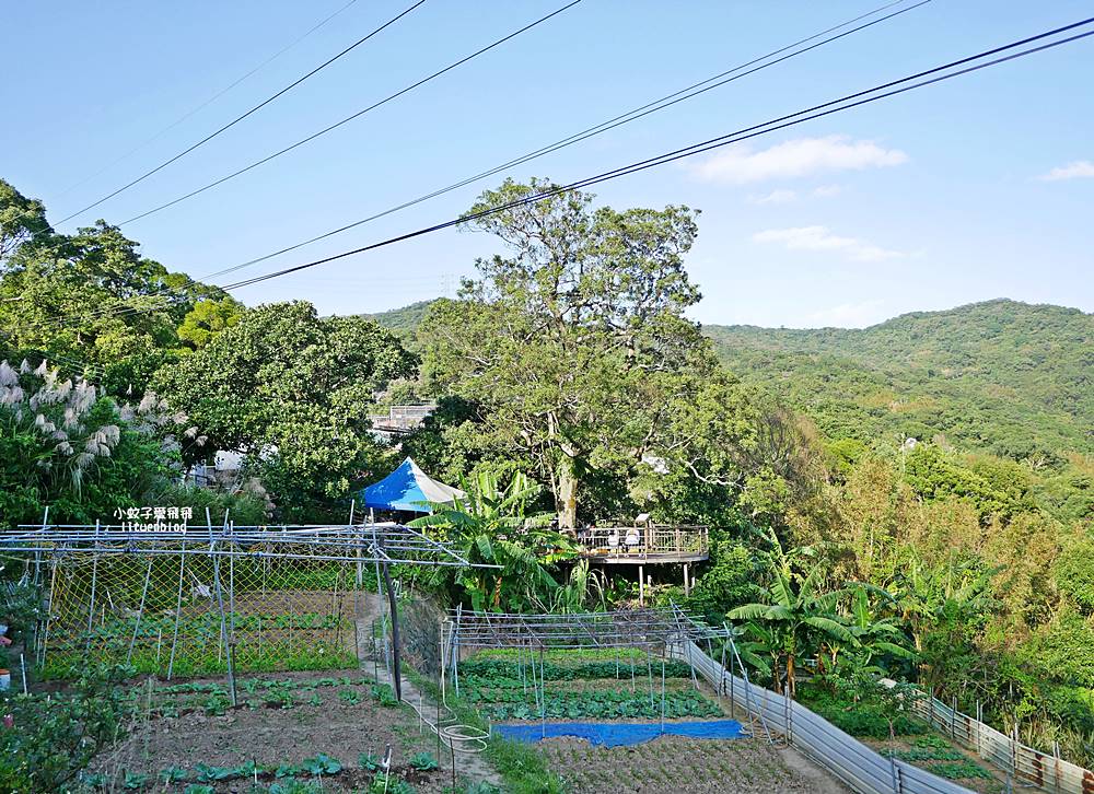 全台唯一紫色吊橋「白石湖吊橋」周邊景點春秋步道、同心池、夫妻樹、草莓園一日遊 全台唯一紫色吊橋「白石湖吊橋」周邊景點春秋步道、同心池、夫妻樹、草莓園一日遊