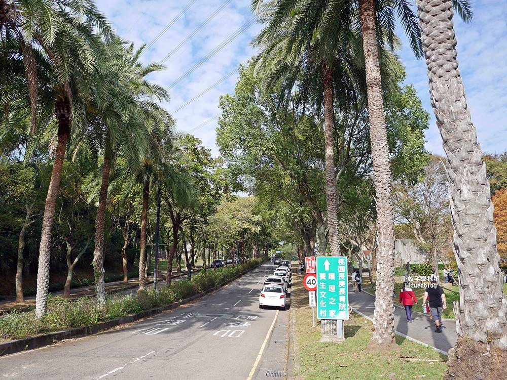 桃園「長庚養生文化村落羽松公園」環湖落羽松林與倒影優美浪漫