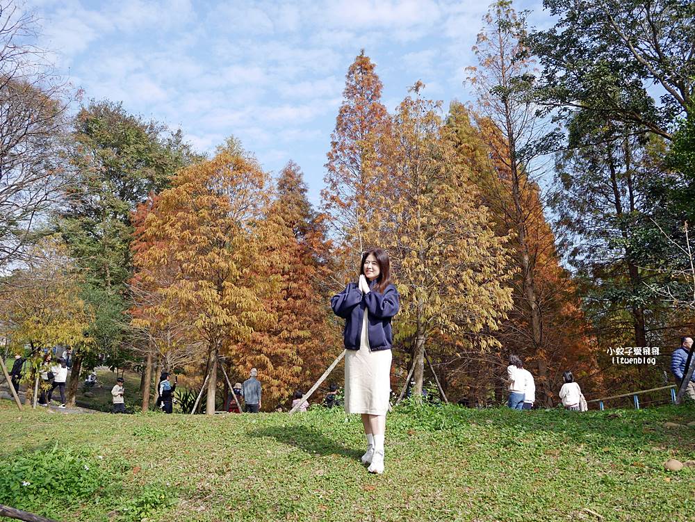 桃園「長庚養生文化村落羽松公園」環湖落羽松林與倒影優美浪漫