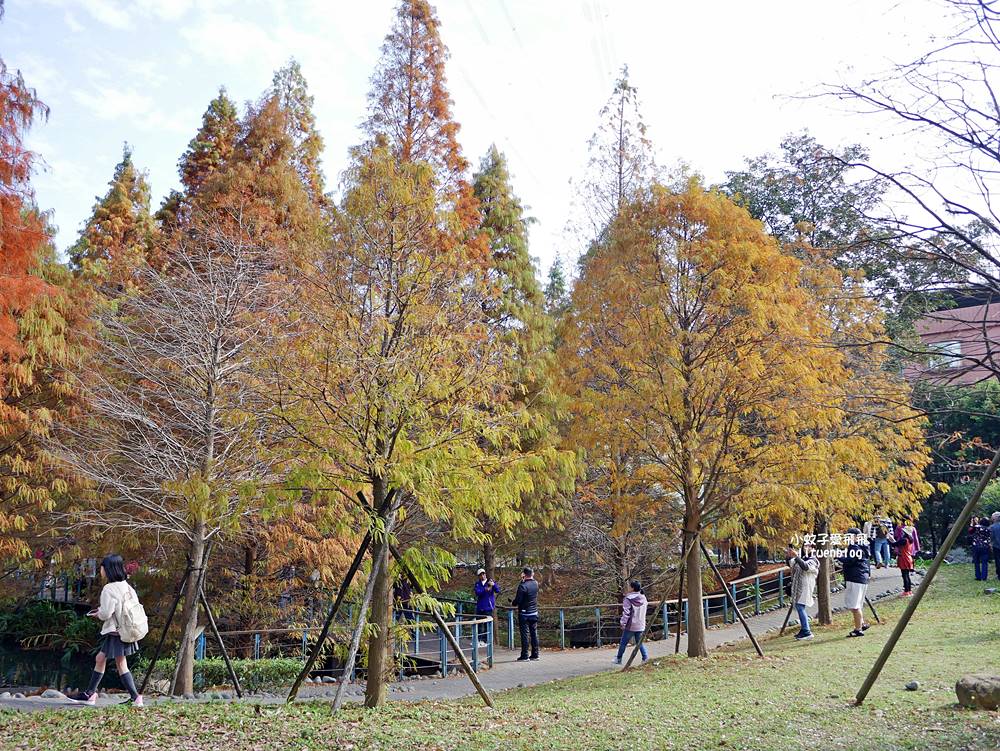 桃園「長庚養生文化村落羽松公園」環湖落羽松林與倒影優美浪漫