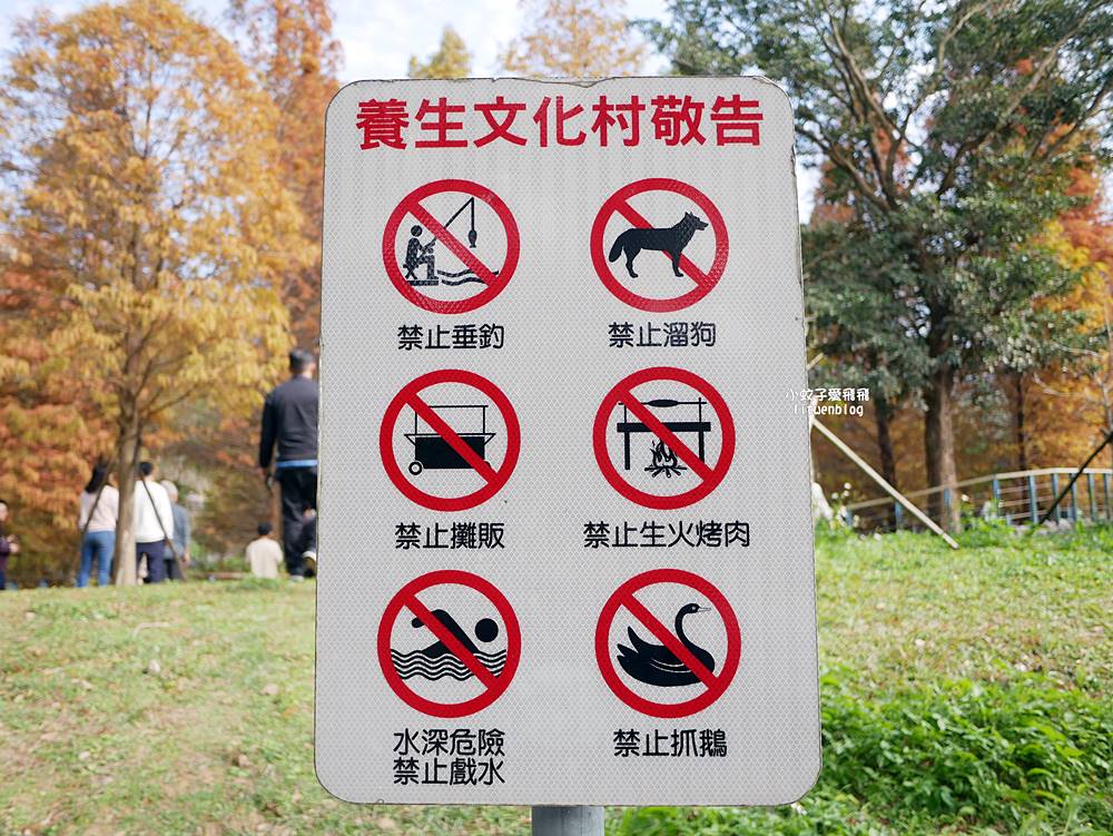 桃園「長庚養生文化村落羽松公園」環湖落羽松林與倒影優美浪漫