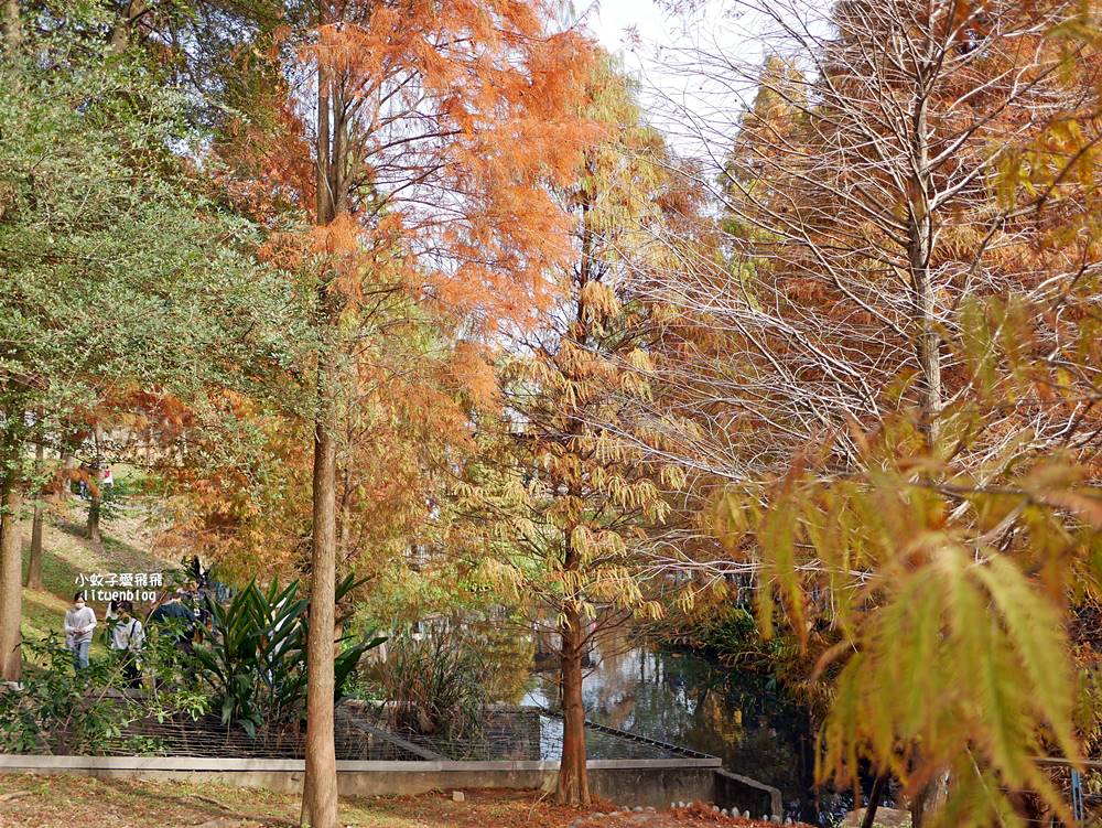 桃園「長庚養生文化村落羽松公園」環湖落羽松林與倒影優美浪漫