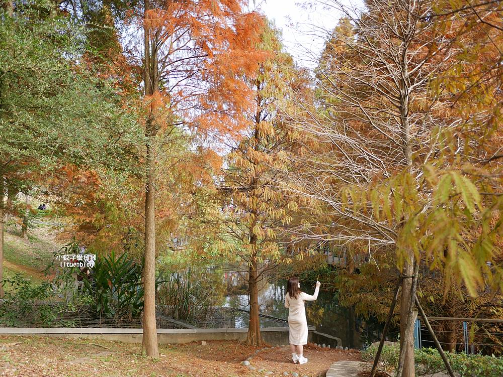 桃園「長庚養生文化村落羽松公園」環湖落羽松林與倒影優美浪漫