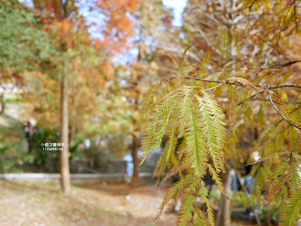 桃園「長庚養生文化村落羽松公園」環湖落羽松林與倒影優美浪漫