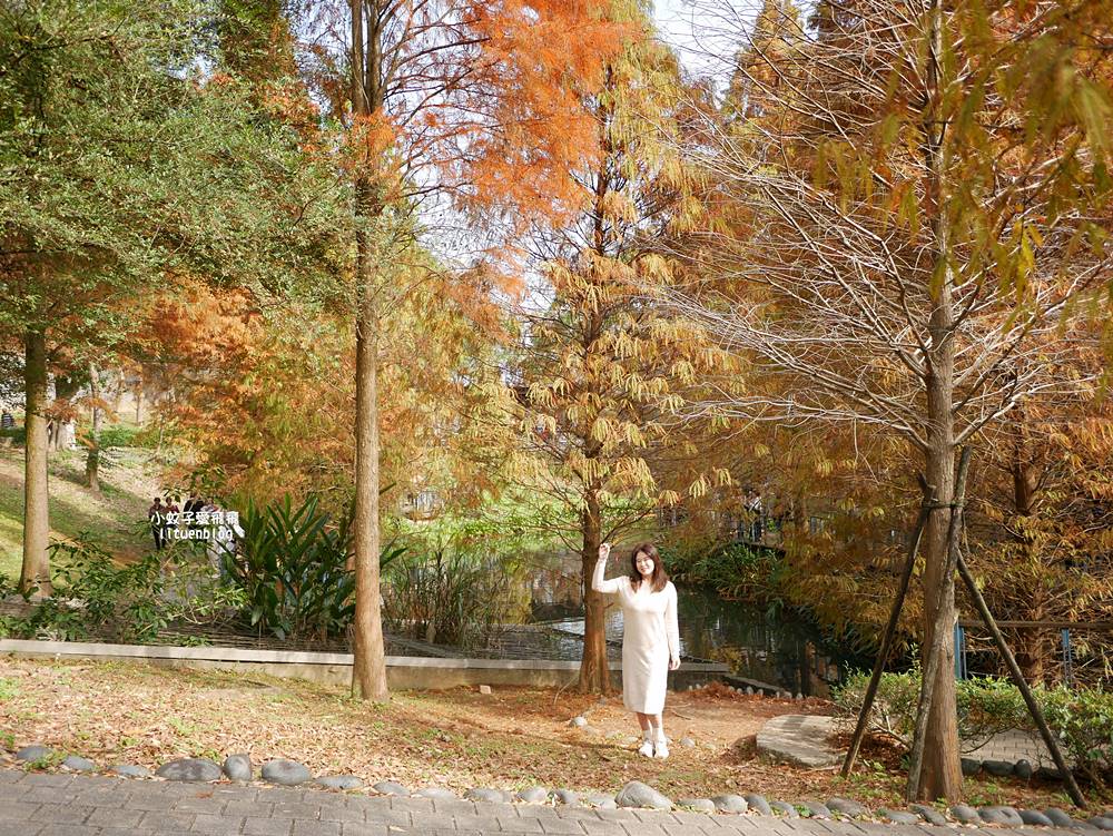 桃園「長庚養生文化村落羽松公園」環湖落羽松林與倒影優美浪漫