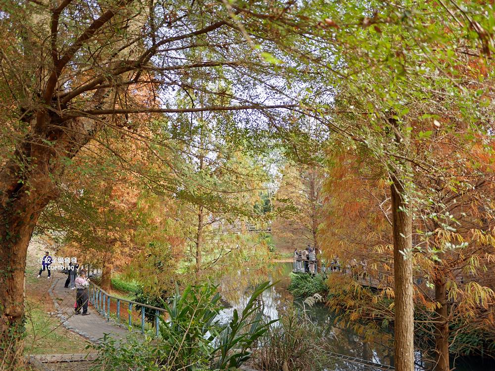 桃園「長庚養生文化村落羽松公園」環湖落羽松林與倒影優美浪漫