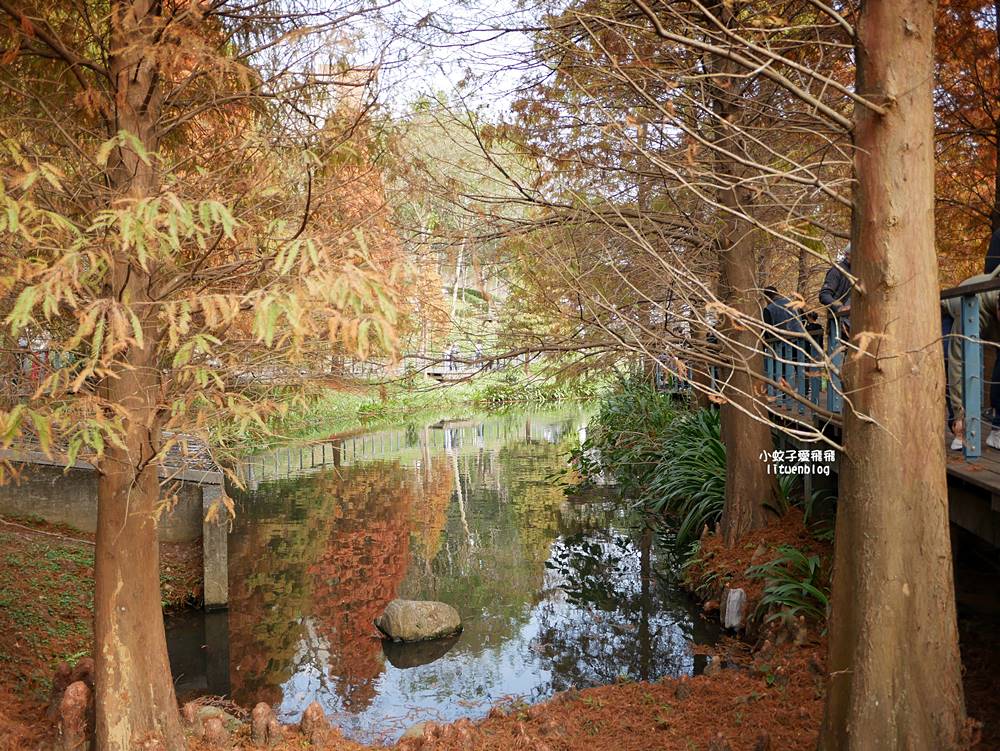 桃園「長庚養生文化村落羽松公園」環湖落羽松林與倒影優美浪漫