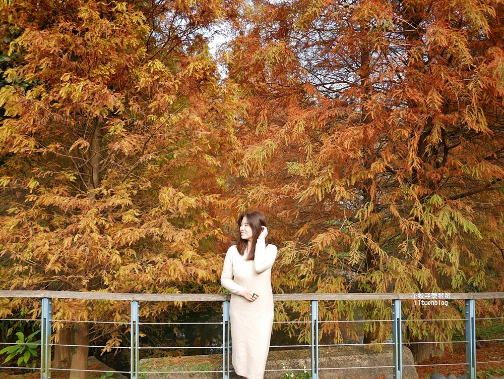 桃園「長庚養生文化村落羽松公園」環湖落羽松林與倒影優美浪漫