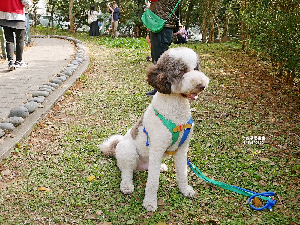 桃園「長庚養生文化村落羽松公園」環湖落羽松林與倒影優美浪漫