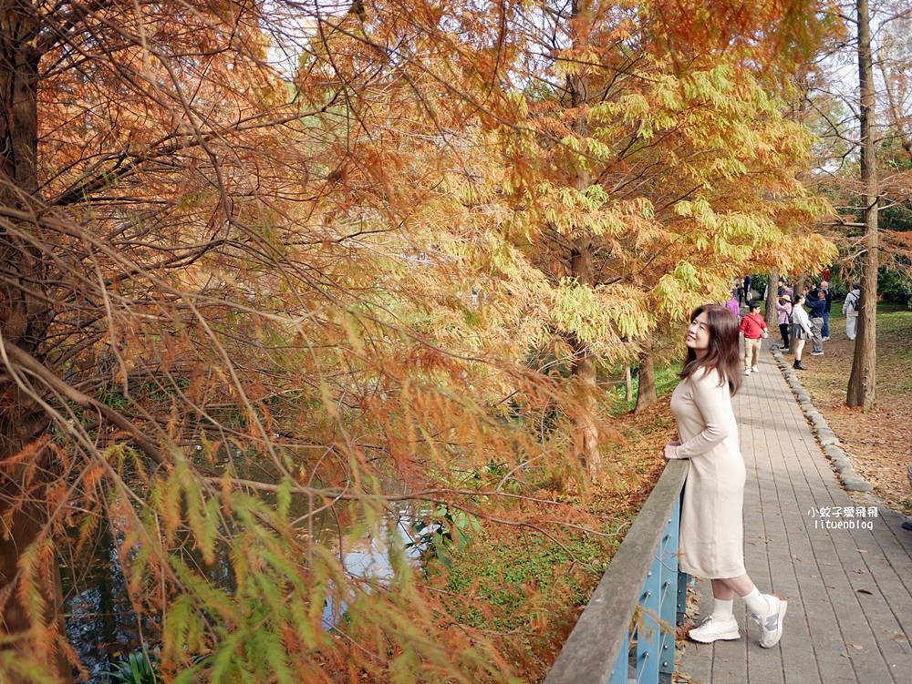 桃園「長庚養生文化村落羽松公園」環湖落羽松林與倒影優美浪漫