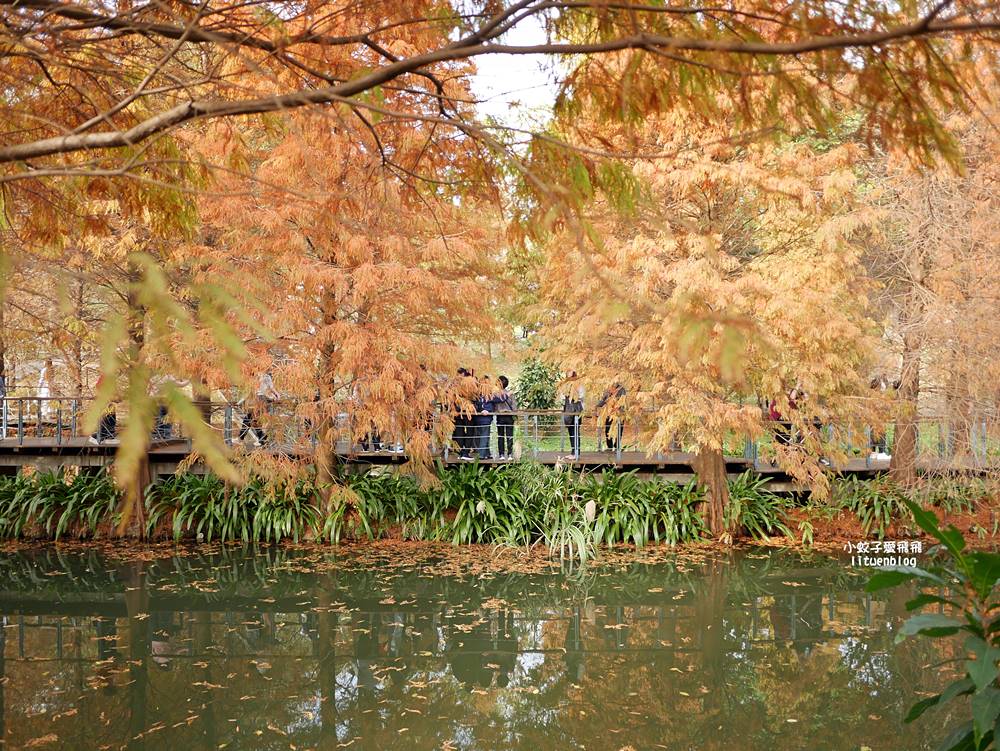 桃園「長庚養生文化村落羽松公園」環湖落羽松林與倒影優美浪漫