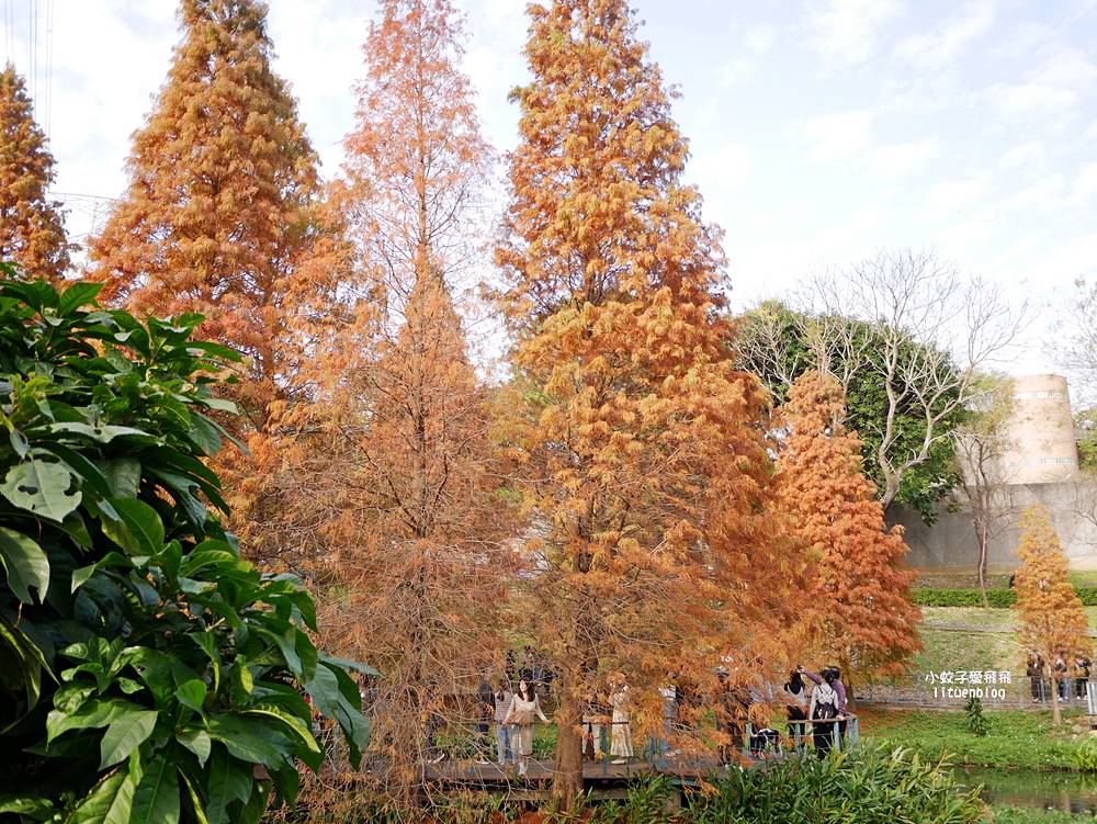 桃園「長庚養生文化村落羽松公園」環湖落羽松林與倒影優美浪漫