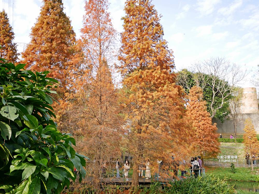 桃園「長庚養生文化村落羽松公園」環湖落羽松林與倒影優美浪漫