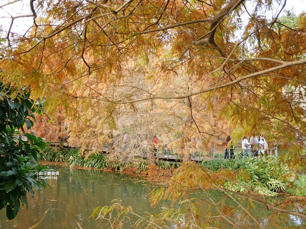 桃園「長庚養生文化村落羽松公園」環湖落羽松林與倒影優美浪漫