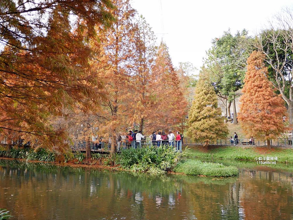 桃園「長庚養生文化村落羽松公園」環湖落羽松林與倒影優美浪漫