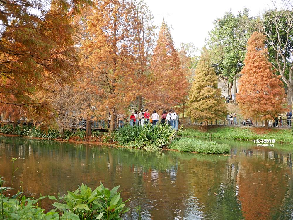 桃園「長庚養生文化村落羽松公園」環湖落羽松林與倒影優美浪漫