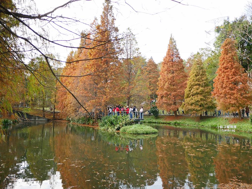 桃園「長庚養生文化村落羽松公園」環湖落羽松林與倒影優美浪漫