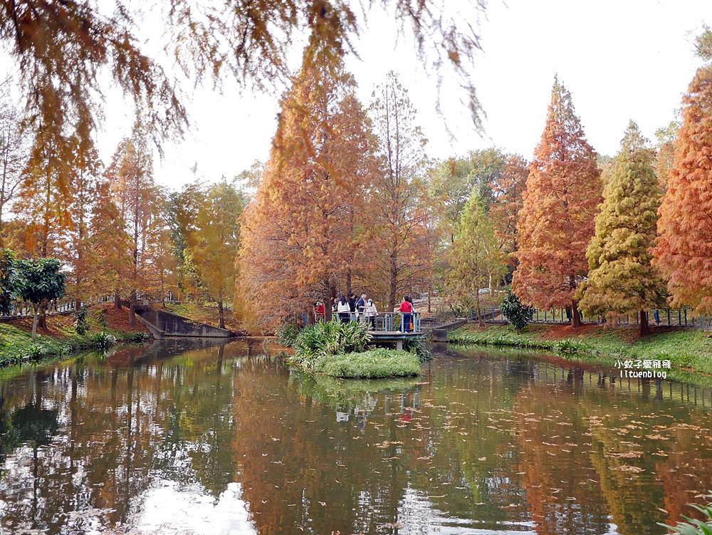 桃園「長庚養生文化村落羽松公園」環湖落羽松林與倒影優美浪漫