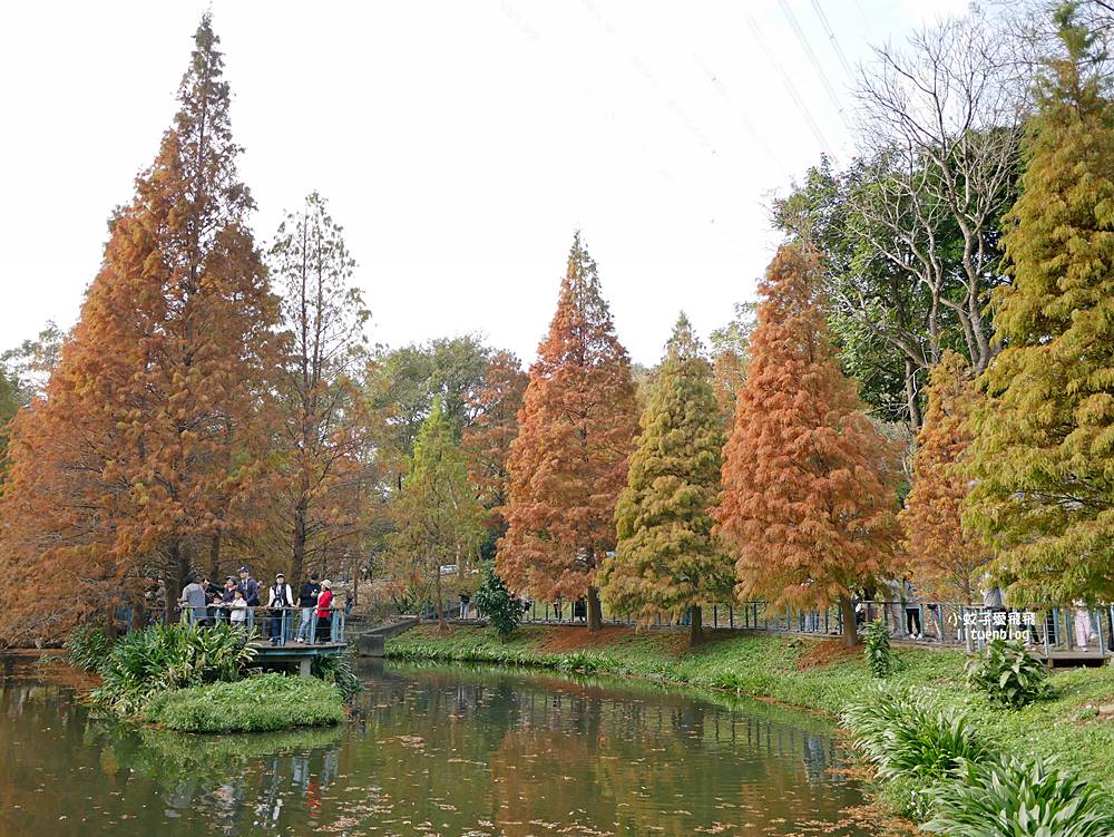 桃園「長庚養生文化村落羽松公園」環湖落羽松林與倒影優美浪漫