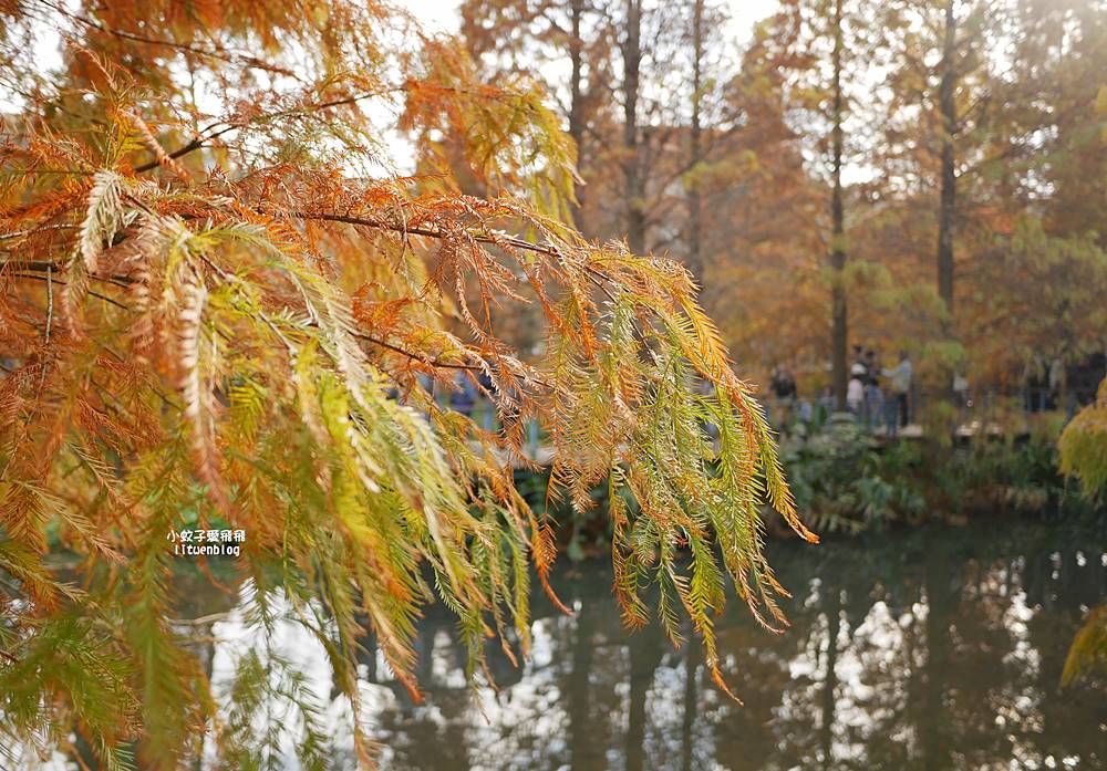 桃園「長庚養生文化村落羽松公園」環湖落羽松林與倒影優美浪漫