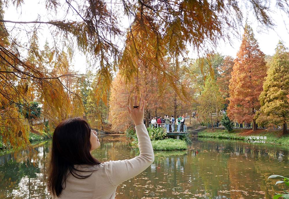 桃園「長庚養生文化村落羽松公園」環湖落羽松林與倒影優美浪漫