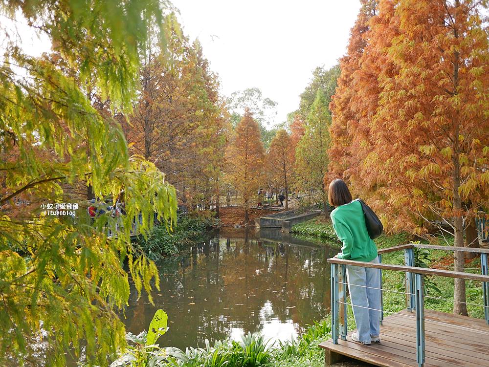桃園「長庚養生文化村落羽松公園」環湖落羽松林與倒影優美浪漫