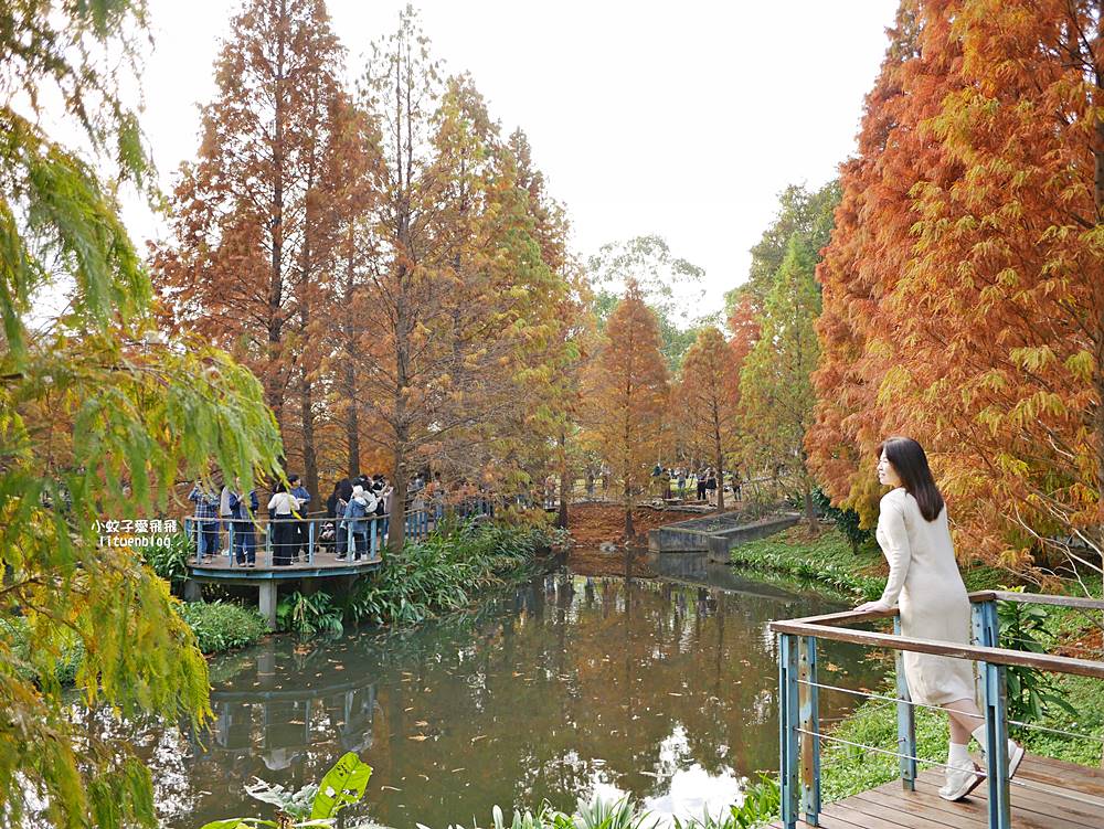 桃園「長庚養生文化村落羽松公園」環湖落羽松林與倒影優美浪漫