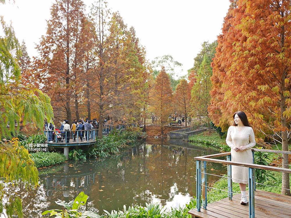桃園「長庚養生文化村落羽松公園」環湖落羽松林與倒影優美浪漫